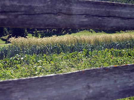 BRING Beratungsring Berglandwirtschaft Biologische Landwirtschaft