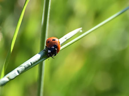 BRING Beratungsring Berglandwirtschaft biologische Landwirtschaft