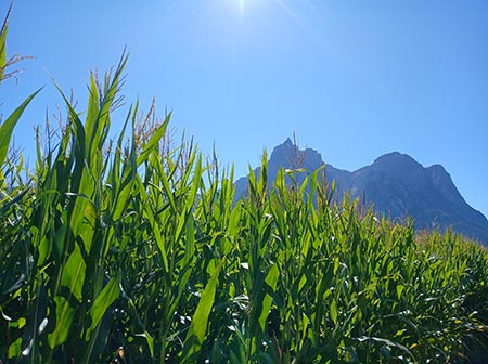 BRING Beratungsring Berglandwirtschaft Grünland Ackerbau