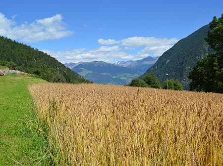 BRING Beratungsring Berglandwirtschaft Grünland Ackerbau