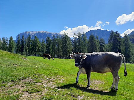 BRING Beratungsring Berglandwirtschaft Grünland Ackerbau