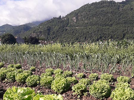 BRING Beratungsring Berglandwirtschaft Sonderkulturen