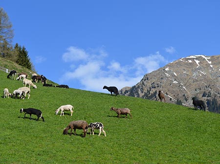 BRING Beratungsring Berglandwirtschaft Viehwirtschaft