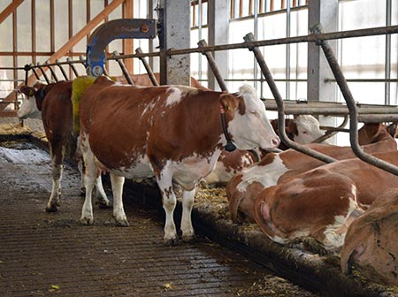 BRING Beratungsring Berglandwirtschaft Viehwirtschaft