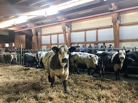 BRING Beratungsring Berglandwirtschaft Viehwirtschaft
