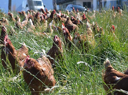 BRING Beratungsring Berglandwirtschaft Viehwirtschaft