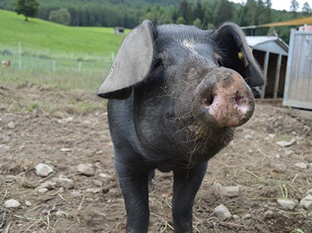 BRING Beratungsring Berglandwirtschaft Viehwirtschaft